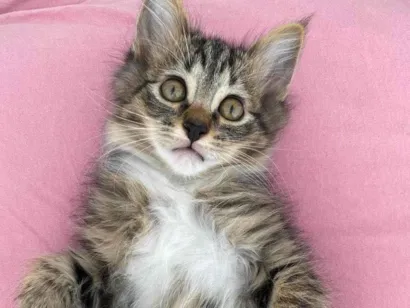 Gato raça SRD-ViraLata idade 2 a 6 meses nome Alfredo