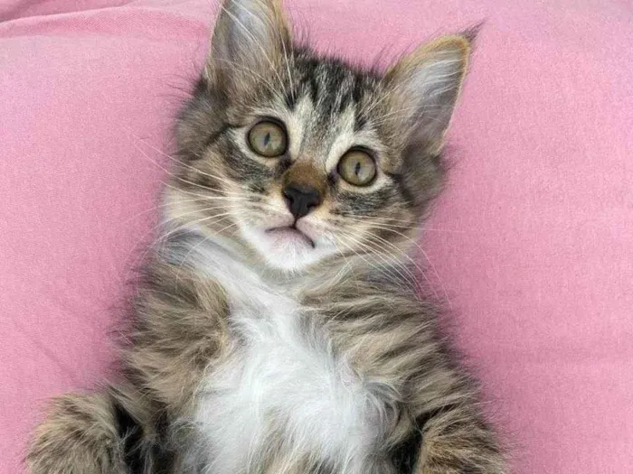 Gato ra a SRD-ViraLata idade 2 a 6 meses nome Alfredo