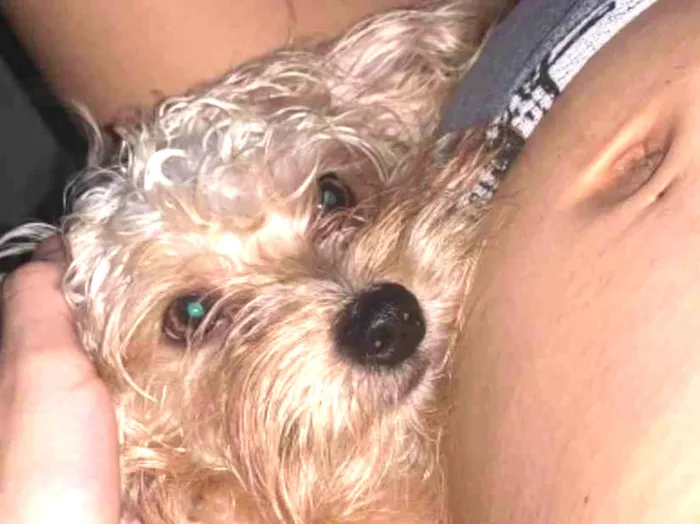 Cachorro ra a SRD-ViraLata idade 1 ano nome Tobias 