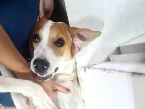 Cachorro raça Cocker idade 1 ano nome Nina