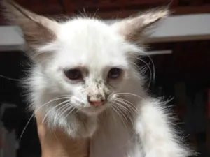 Gato raça Siamês idade 2 a 6 meses nome Lindinha