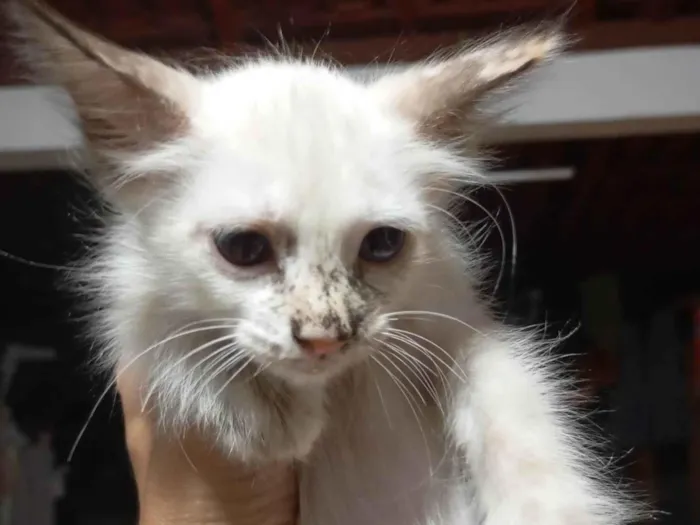 Gato ra a Siamês idade 2 a 6 meses nome Lindinha