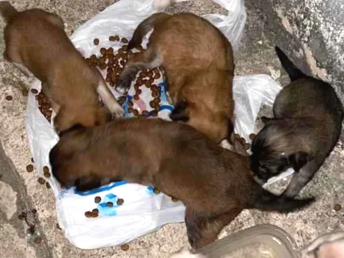 Cachorro ra a SRD-ViraLata idade Abaixo de 2 meses nome Sem nome