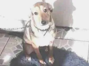 Cachorro raça SRD idade 7 a 11 meses nome Bella
