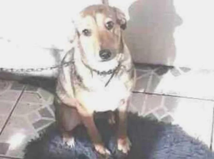Cachorro ra a SRD idade 7 a 11 meses nome Bella