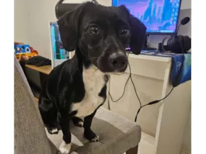 Cachorro raça SRD-ViraLata idade 7 a 11 meses nome Nami