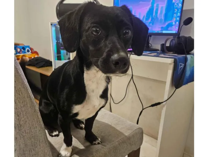 Cachorro ra a SRD-ViraLata idade 7 a 11 meses nome Nami