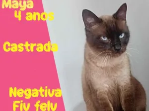 Gato raça SRD-ViraLata idade 4 anos nome Maya
