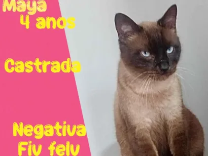 Gato raça SRD-ViraLata idade 4 anos nome Maya