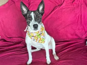 Cachorro raça SRD-ViraLata idade 3 anos nome Poppy
