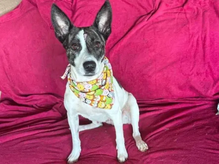 Cachorro ra a SRD-ViraLata idade 3 anos nome Poppy