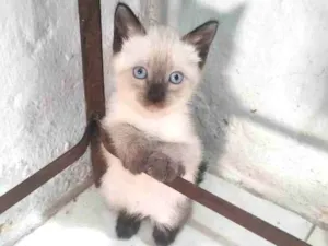 Gato raça SRD-ViraLata idade Abaixo de 2 meses nome FLOR