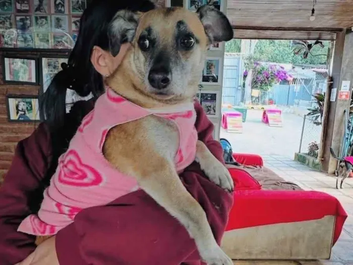 Cachorro ra a SRD-ViraLata idade 5 anos nome Fiona