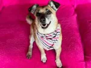 Cachorro raça SRD-ViraLata idade 5 anos nome Fiona