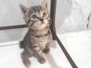 Gato raça SRD-ViraLata idade Abaixo de 2 meses nome jujuba