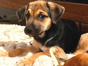 Cachorro raça SRD-ViraLata idade 2 a 6 meses nome Mariah