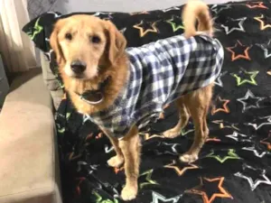 Cachorro raça SRD-ViraLata idade 6 ou mais anos nome Bingo