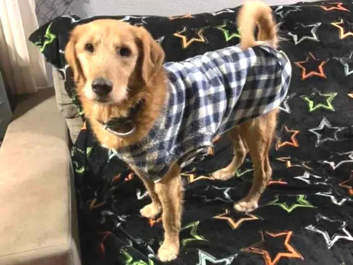 Cachorro ra a SRD-ViraLata idade 6 ou mais anos nome Bingo