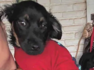 Cachorro raça SRD-ViraLata idade 2 a 6 meses nome Lipe