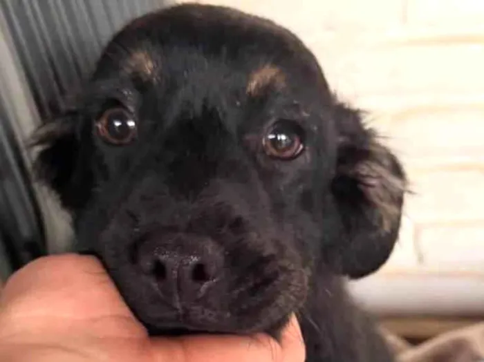Cachorro ra a SRD-ViraLata idade 2 a 6 meses nome Lipe