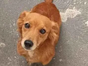 Cachorro ra a SRD-ViraLata idade 2 a 6 meses nome Falar com Daniel - Whats 11 96032-9162