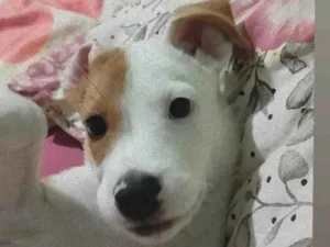 Cachorro raça Cocker idade 2 a 6 meses nome Kiara 