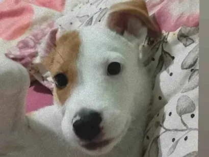 Cachorro raça Cocker idade 2 a 6 meses nome Kiara 