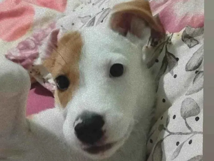 Cachorro ra a Cocker idade 2 a 6 meses nome Kiara 