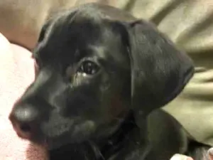 Cachorro raça SRD-ViraLata idade 2 a 6 meses nome Falar com Léa - Whats 11 94822-6603