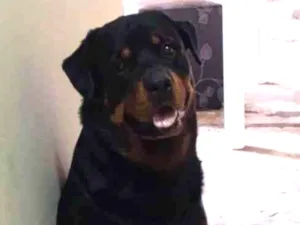 Cachorro raça SRD-ViraLata idade 2 a 6 meses nome Falar com Peterson - Whats 11 93430-0181