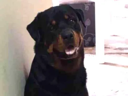 Cachorro raça SRD-ViraLata idade 2 a 6 meses nome Falar com Peterson - Whats 11 93430-0181