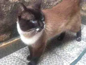 Gato raça SRD-ViraLata idade 2 a 6 meses nome Falar com Edvaldo - Whats 11 99025-4733
