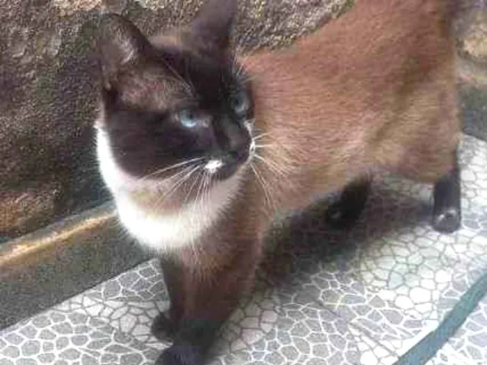 Gato ra a SRD-ViraLata idade 2 a 6 meses nome Falar com Edvaldo - Whats 11 99025-4733