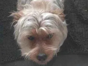 Cachorro raça Yorkshire idade 2 a 6 meses nome Falar com Tatiane - Whats 11 95497-9843