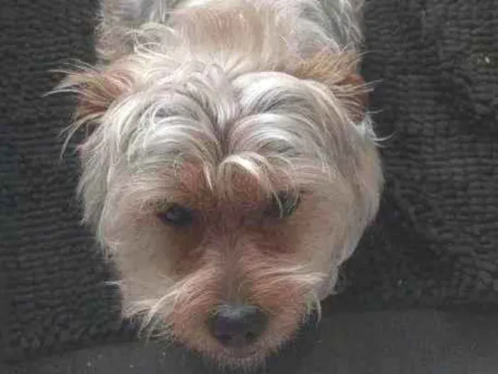 Cachorro ra a Yorkshire idade 2 a 6 meses nome Falar com Tatiane - Whats 11 95497-9843