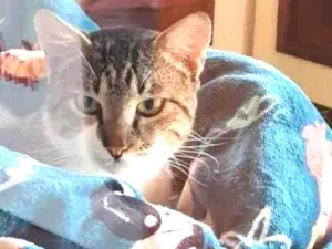 Gato raça SRD-ViraLata idade 2 a 6 meses nome Falar com Angela - Whats 11 99285-2706