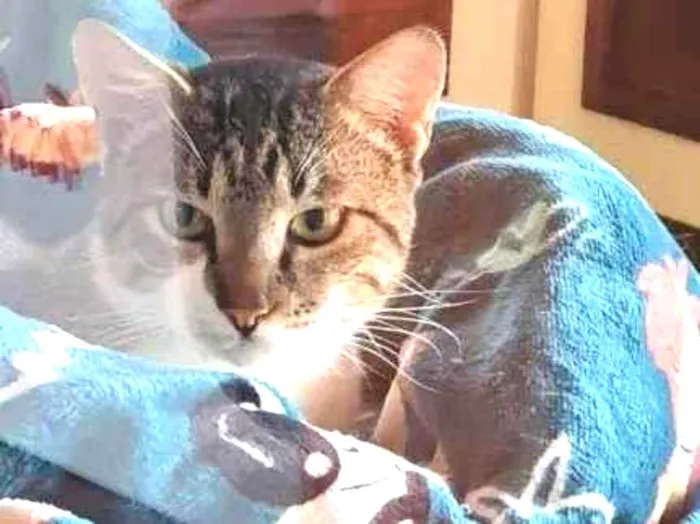 Gato ra a SRD-ViraLata idade 2 a 6 meses nome Falar com Angela - Whats 11 99285-2706