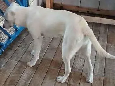 Cachorro ra a SRD-ViraLata idade 2 a 6 meses nome Falar com Thais - Whats 11 97026-1082