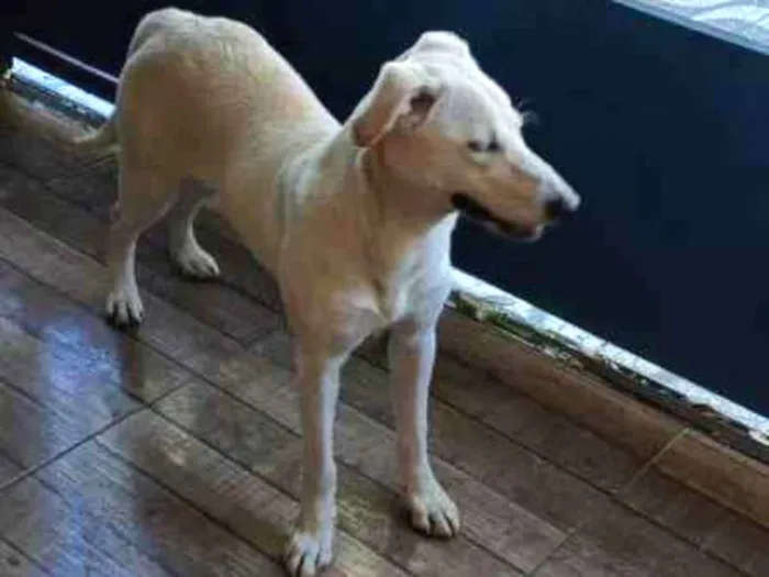 Cachorro ra a SRD-ViraLata idade 2 a 6 meses nome Falar com Thais - Whats 11 97026-1082