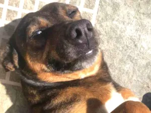 Cachorro raça SRD-ViraLata idade 2 a 6 meses nome Falar com Franciele - Whats 11 96282-9301