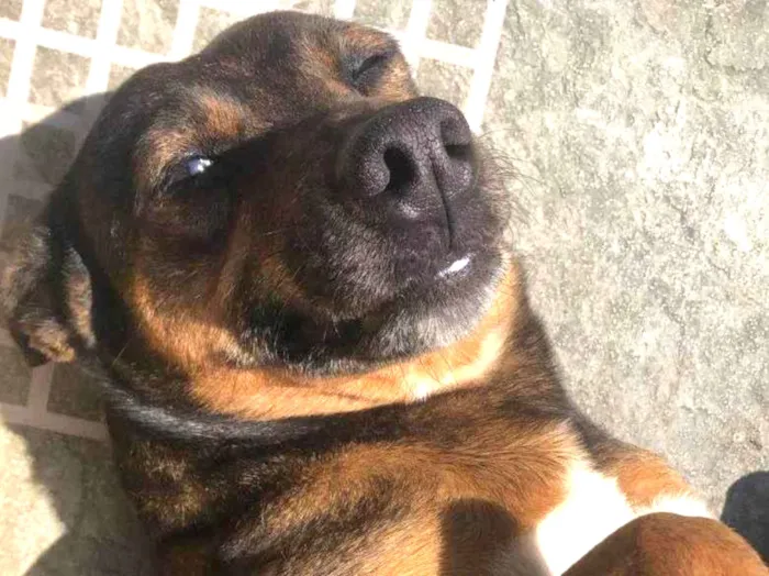 Cachorro ra a SRD-ViraLata idade 2 a 6 meses nome Falar com Franciele - Whats 11 96282-9301