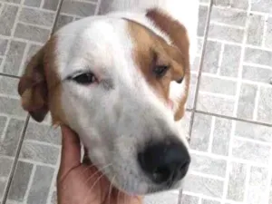 Cachorro raça SRD-ViraLata idade 2 a 6 meses nome Falar com Ingrid - Whats 11 98655-2118