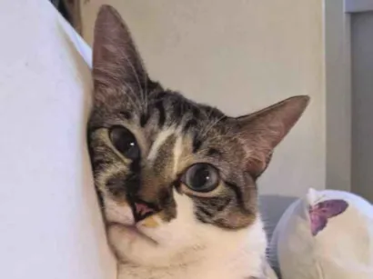 Gato raça SRD-ViraLata idade 4 anos nome Ayumi 