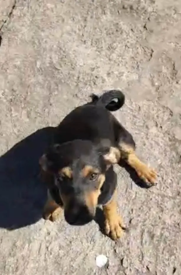 Cachorro ra a SRD-ViraLata idade 2 a 6 meses nome Sem nome