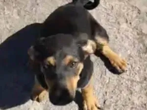 Cachorro raça SRD-ViraLata idade 2 a 6 meses nome Sem nome