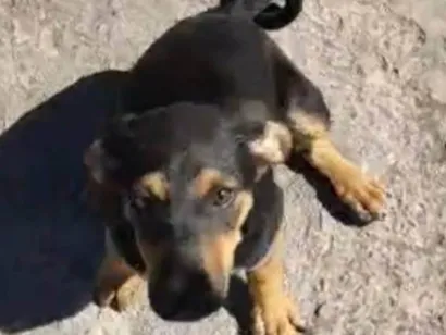 Cachorro raça SRD-ViraLata idade 2 a 6 meses nome Sem nome