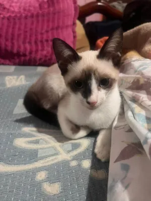 Gato raça SRD-ViraLata idade 2 a 6 meses nome Sem nome