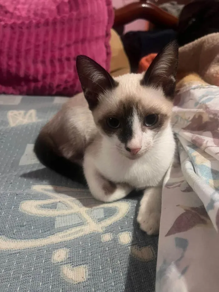 Gato ra a SRD-ViraLata idade 2 a 6 meses nome Sem nome