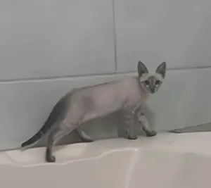 Gato raça SRD-ViraLata idade 2 a 6 meses nome Sem nome.