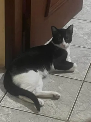 Gato raça SRD-ViraLata idade 7 a 11 meses nome Sem nome..